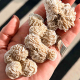 Ρόδο της Ερήμου Μεξικό