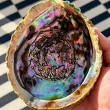 Φυσικό Κοχύλι Abalone