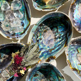 Paua Κοχύλι