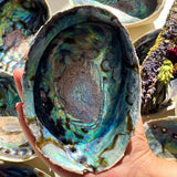 Paua Κοχύλι