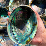 Paua Κοχύλι