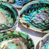 Paua Κοχύλι